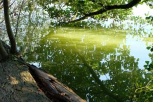 Hemmelmarker See gehört zu den Seen in Schleswig-Holstein