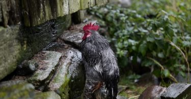 Äskhults By, Leica SL 75mm