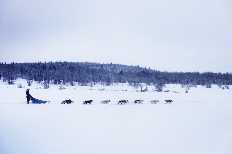 „Wintertanz - Ich, mein Rudel und das härteste Rennen unseres Lebens“ von Marit Beate Kasin | © Dominik Fleischmann