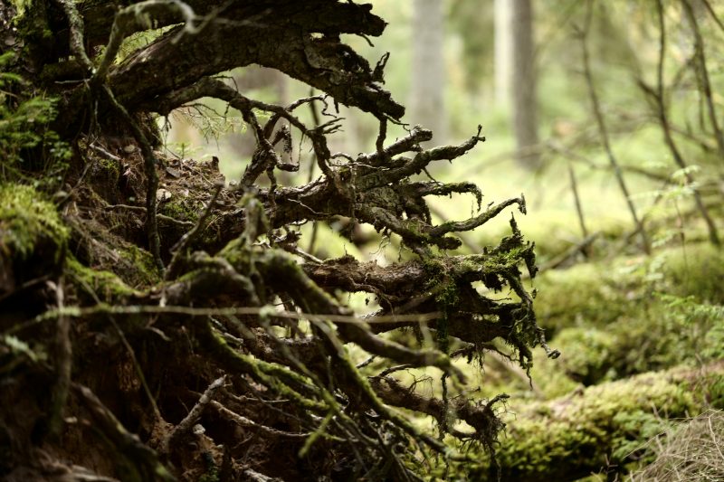 Wald ist gesund, Småland, Ryfors, Stråken, Mullsjø, Leica SL 75mm