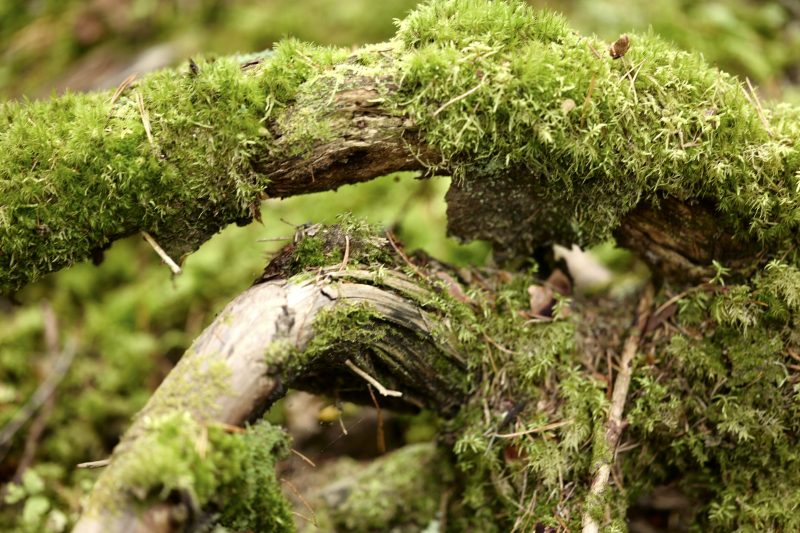 Wald ist gesund, Småland, Ryfors, Stråken, Mullsjø, Leica SL 75mm
