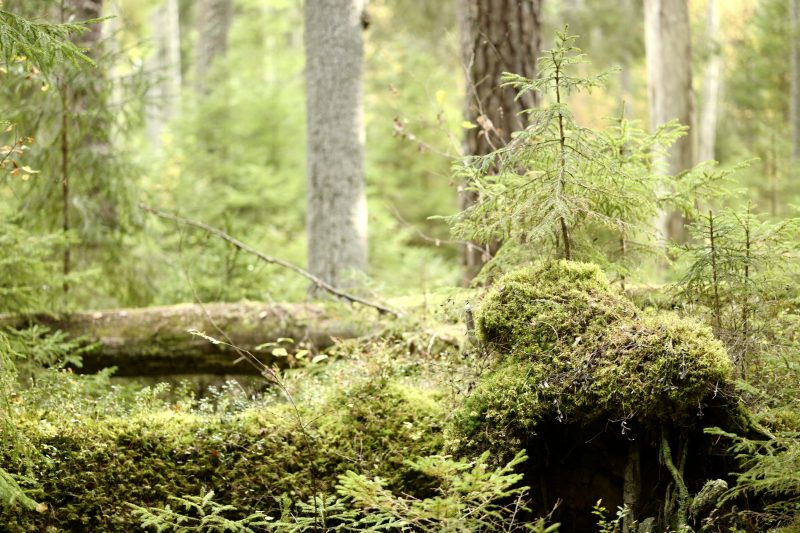 Wald ist gesund, Småland, Ryfors, Stråken, Mullsjø, Leica SL 75mm