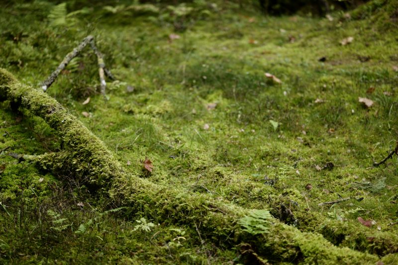 Wald ist gesund, Småland, Ryfors, Stråken, Mullsjø, Leica SL 75mm