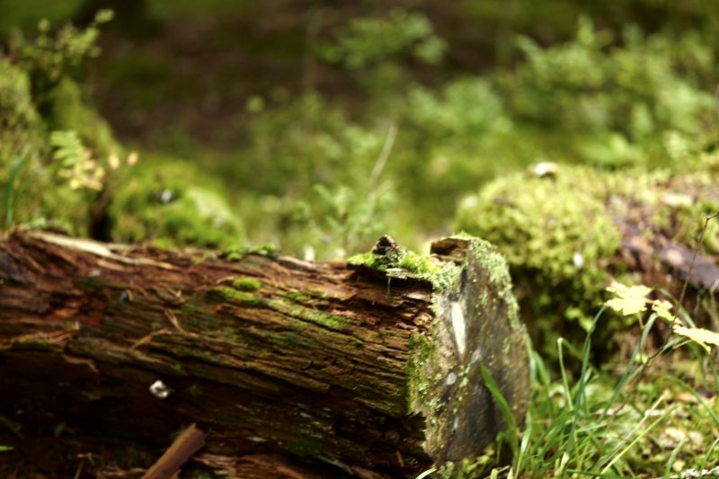 Wald ist gesund, Småland, Mullsjø, Leica SL 75mm