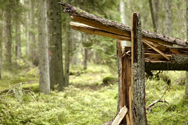 Wald ist gesund, Småland, Ryfors, Stråken, Mullsjø, Leica SL 75mm