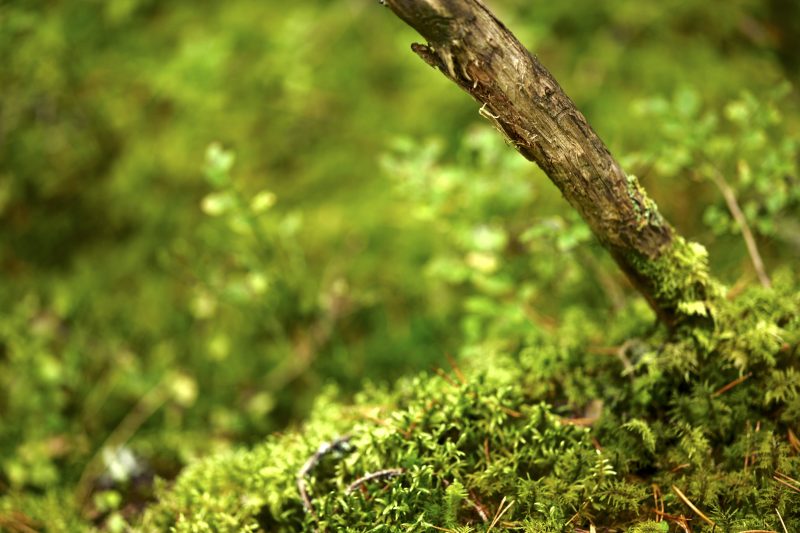 Wald ist gesund, Småland, Ryfors, Stråken, Mullsjø, Leica SL 75mm