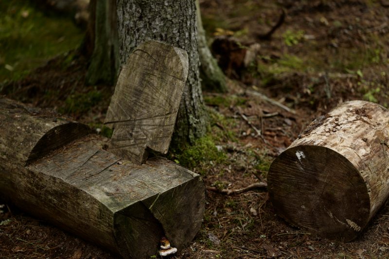 Wald ist gesund, Småland, Mullsjø, Leica SL 75mm