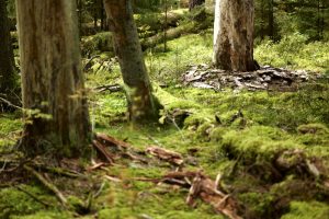 Wald ist gesund, Småland, Mullsjø, Leica SL 75mm