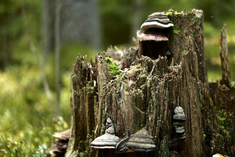 Wald ist gesund, Småland, Ryfors, Stråken, Mullsjø, Leica SL 75mm