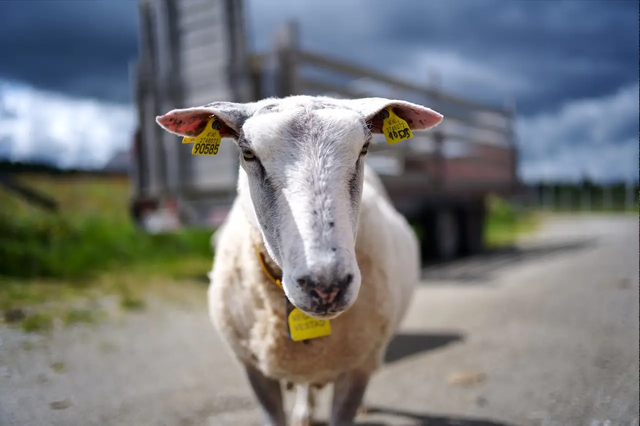 Leica Summilux M 35mm f1.4 close focus dsmple pics, review, test